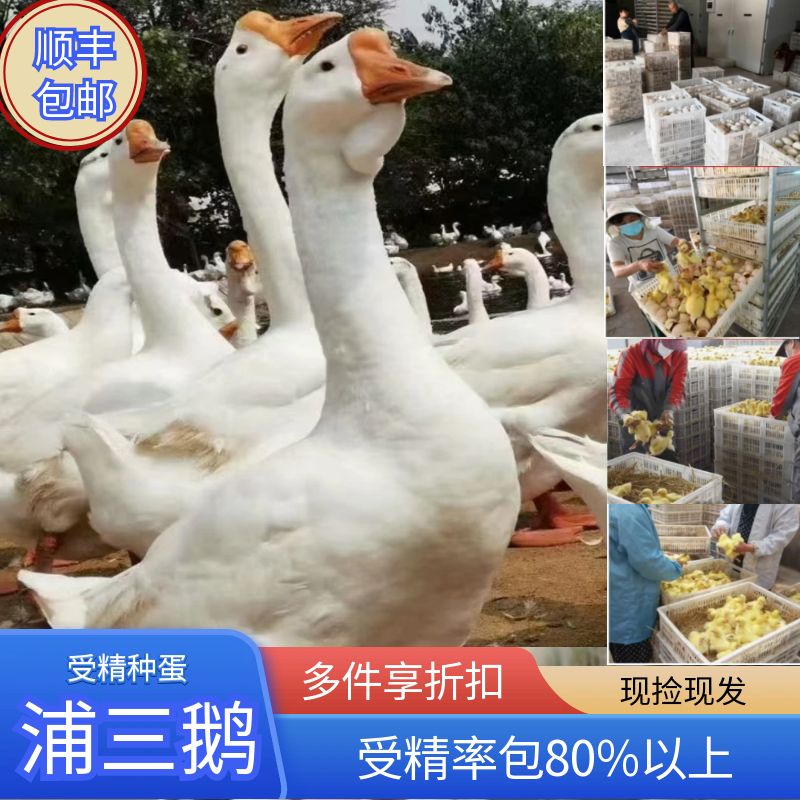农村算养新鲜大鹅蛋纯种三花鹅蛋浦三鹅蛋种蛋顺丰包邮