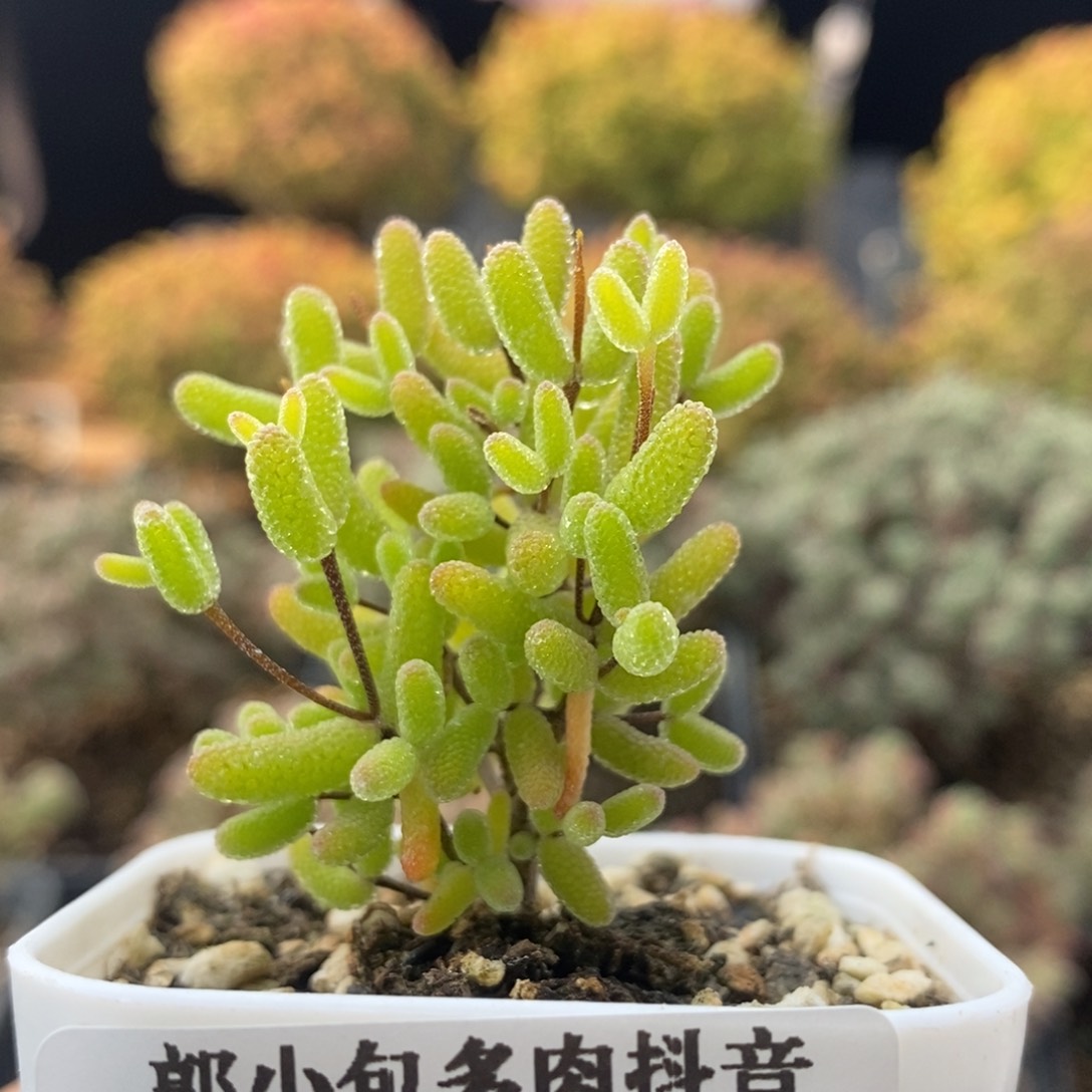 冰糖1475枝干番杏