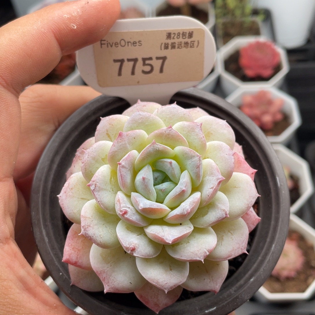 醉冰7757-7.0厘米