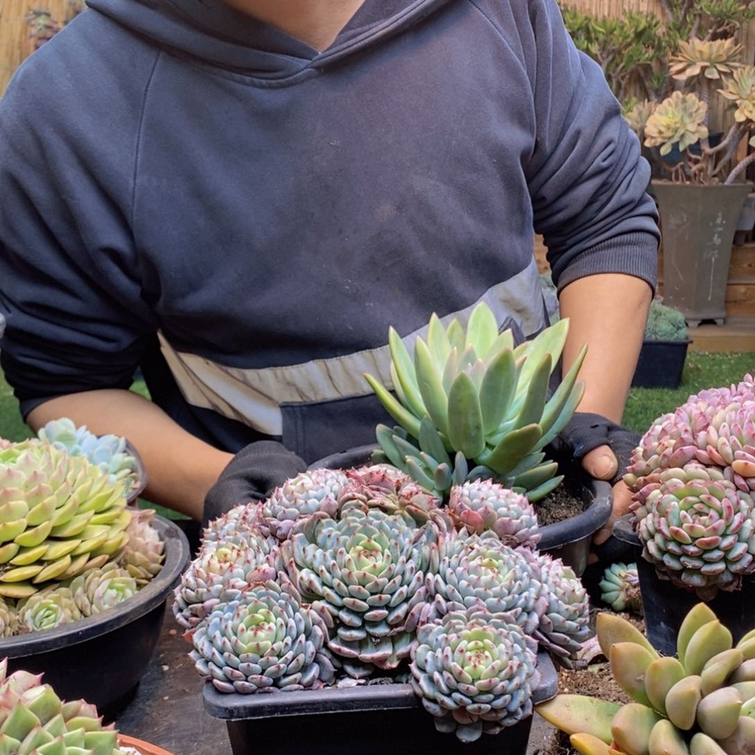 天***会C249号白胖子手捧