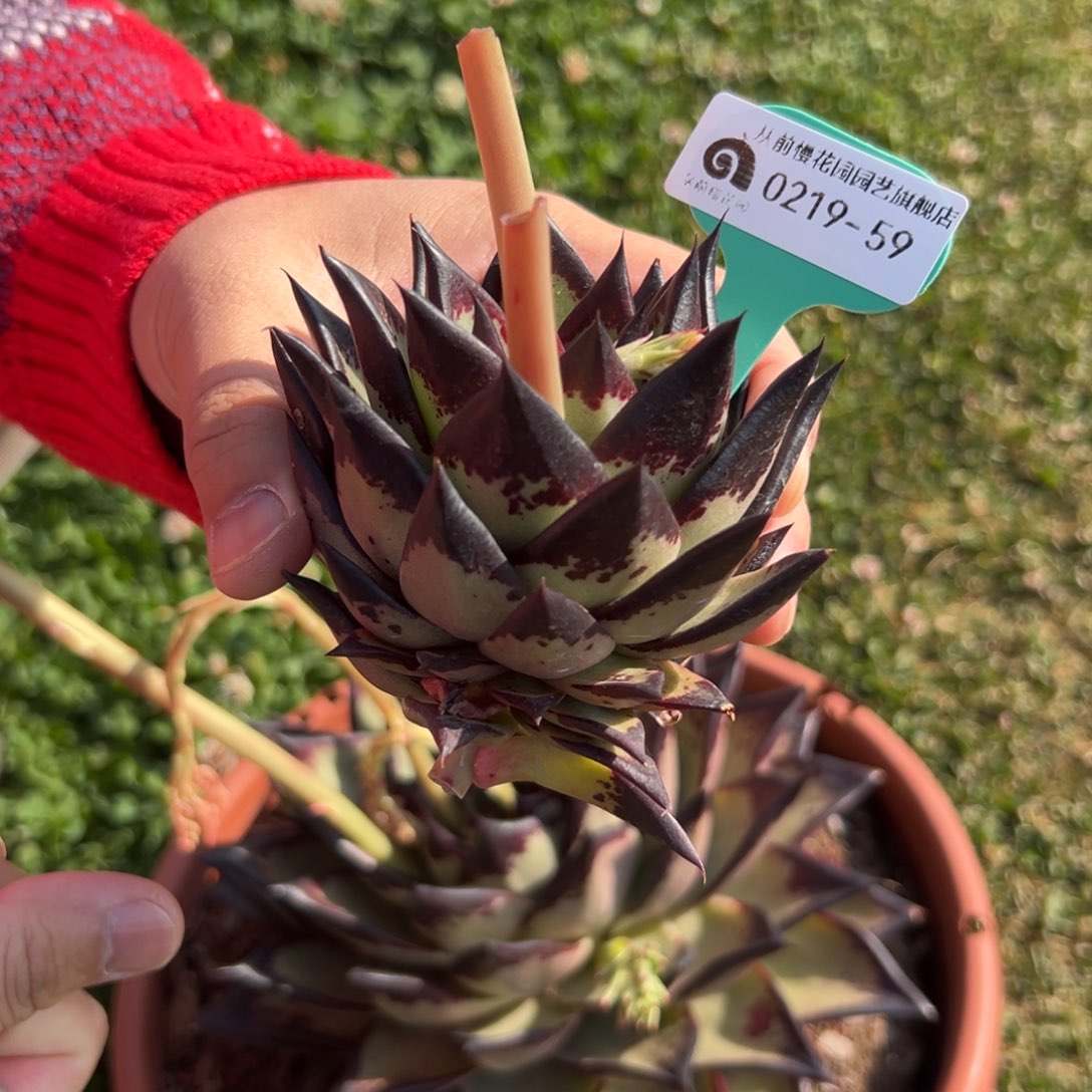 多肉一物一拍0219-59