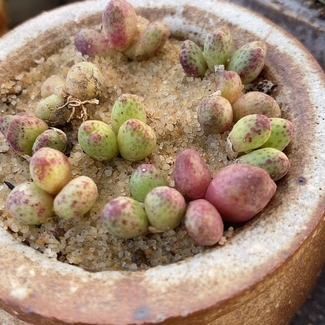 3头斑马955D2颗。    