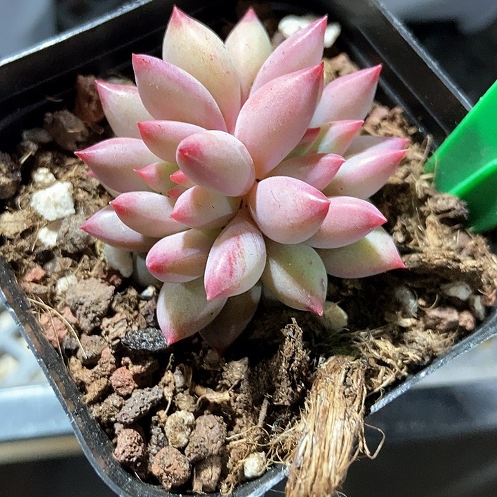 弘*多肉植物虞美人969