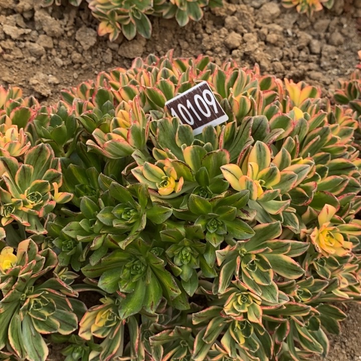 甜茶多肉法师10109