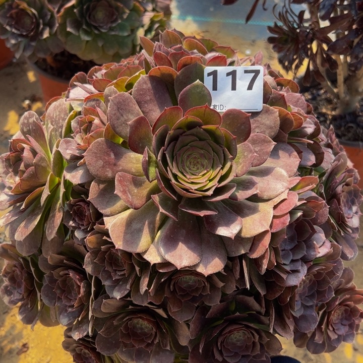 万圣节多肉植物117