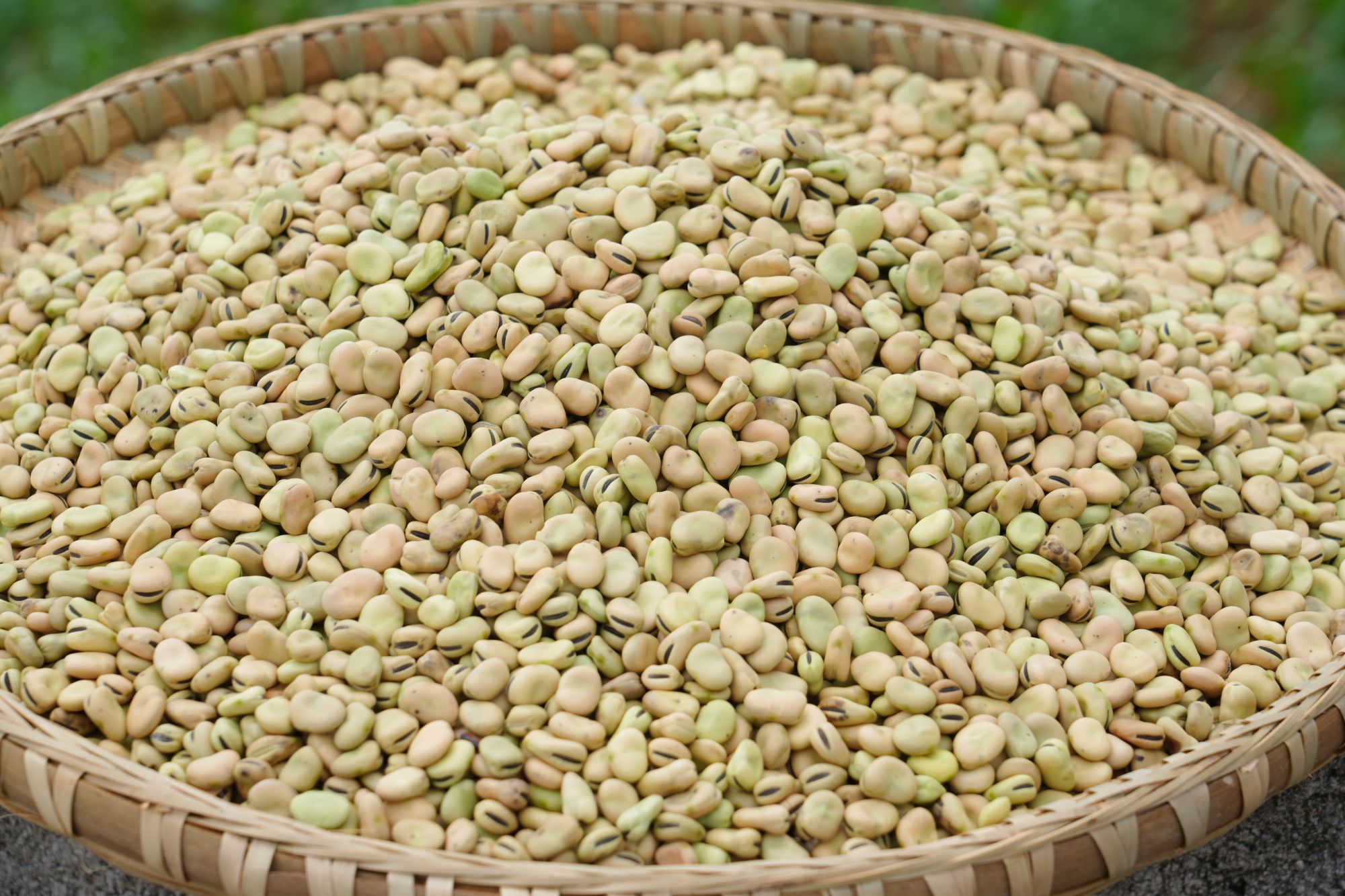 大巴山农家干胡豆蚕豆（小颗老品种)