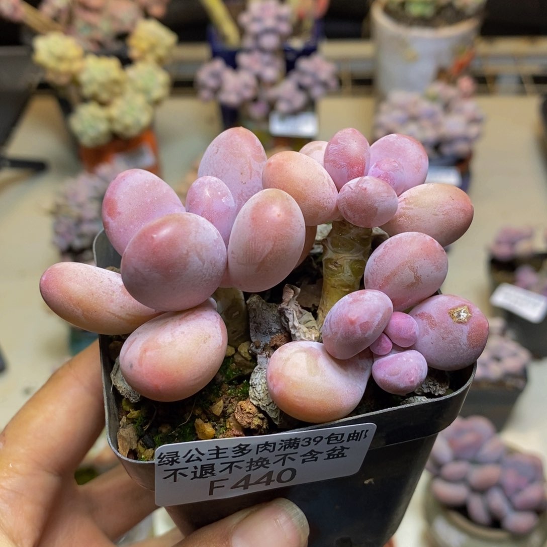 440蛋黄奶多肉6c m