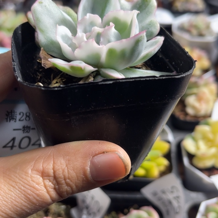 2盆伯克利锦多肉植物