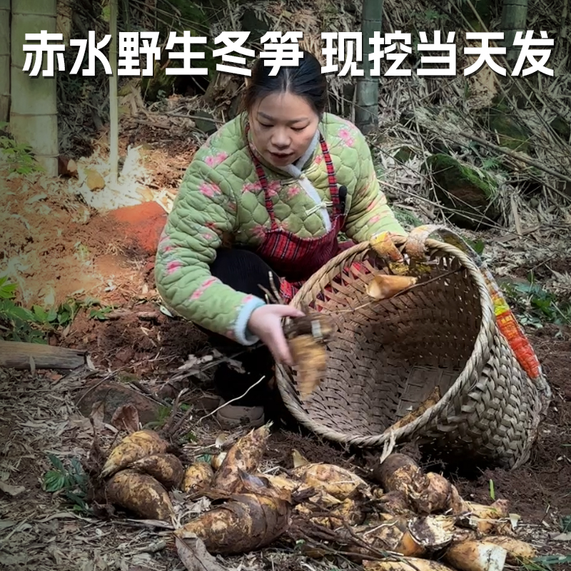 贵州现挖现发高山野生冬笋新鲜肉厚脆嫩当季应季蔬