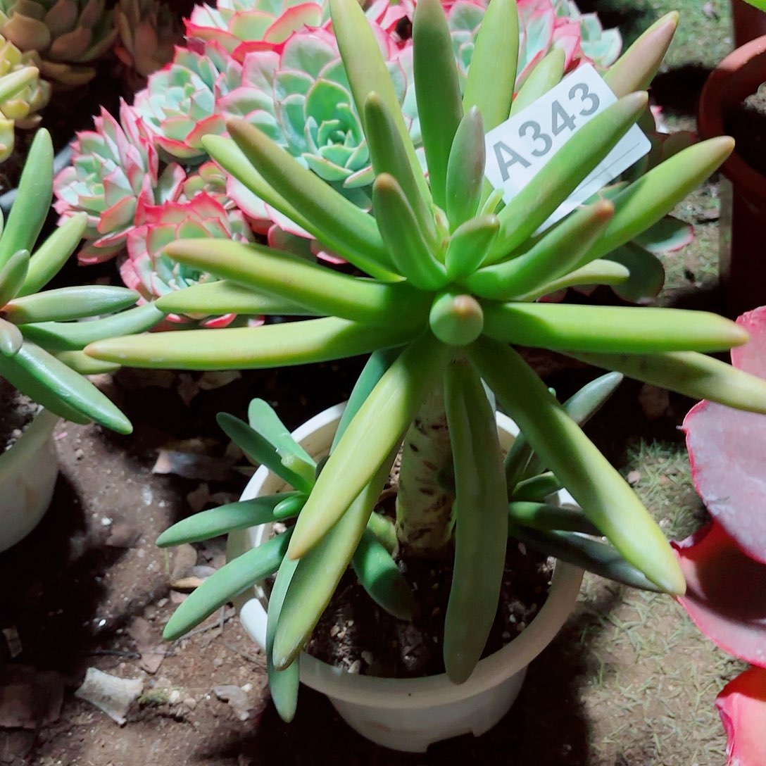 草****椰子树多肉343号多肉