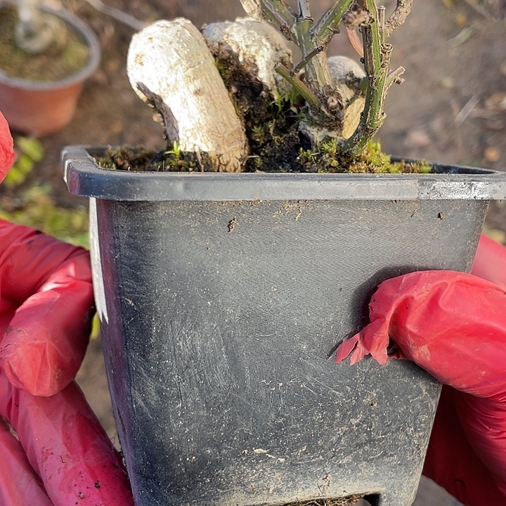 一***你无花朵35菊花菊花计划经济家
