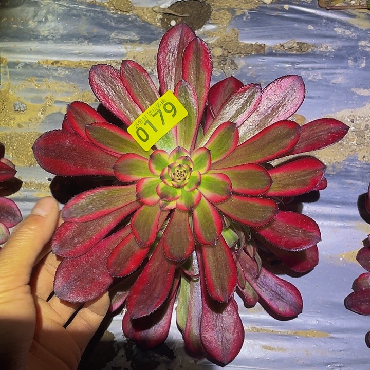 0179女儿红多肉植物