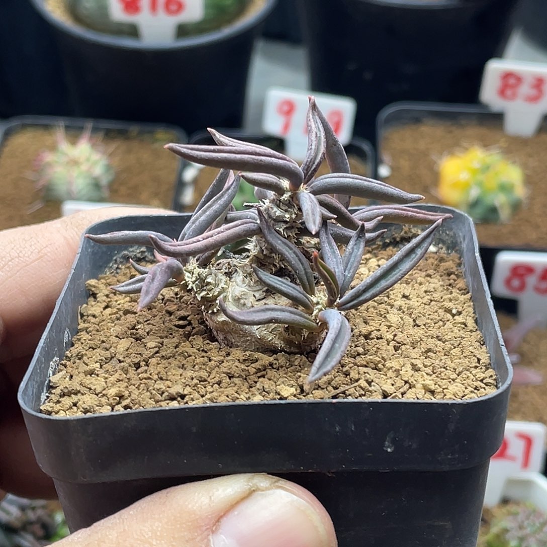 实生块根 雀舌麒麟大戟