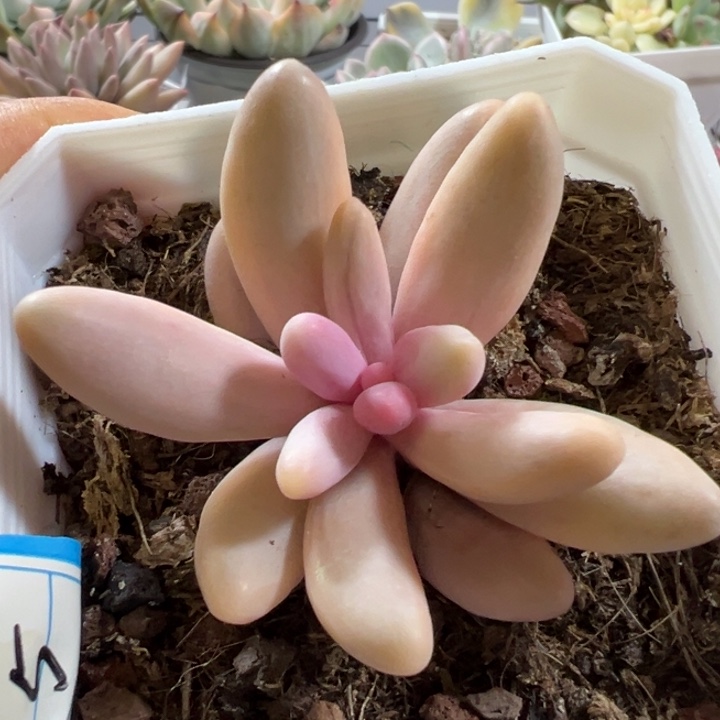 红手指锦多肉植物481