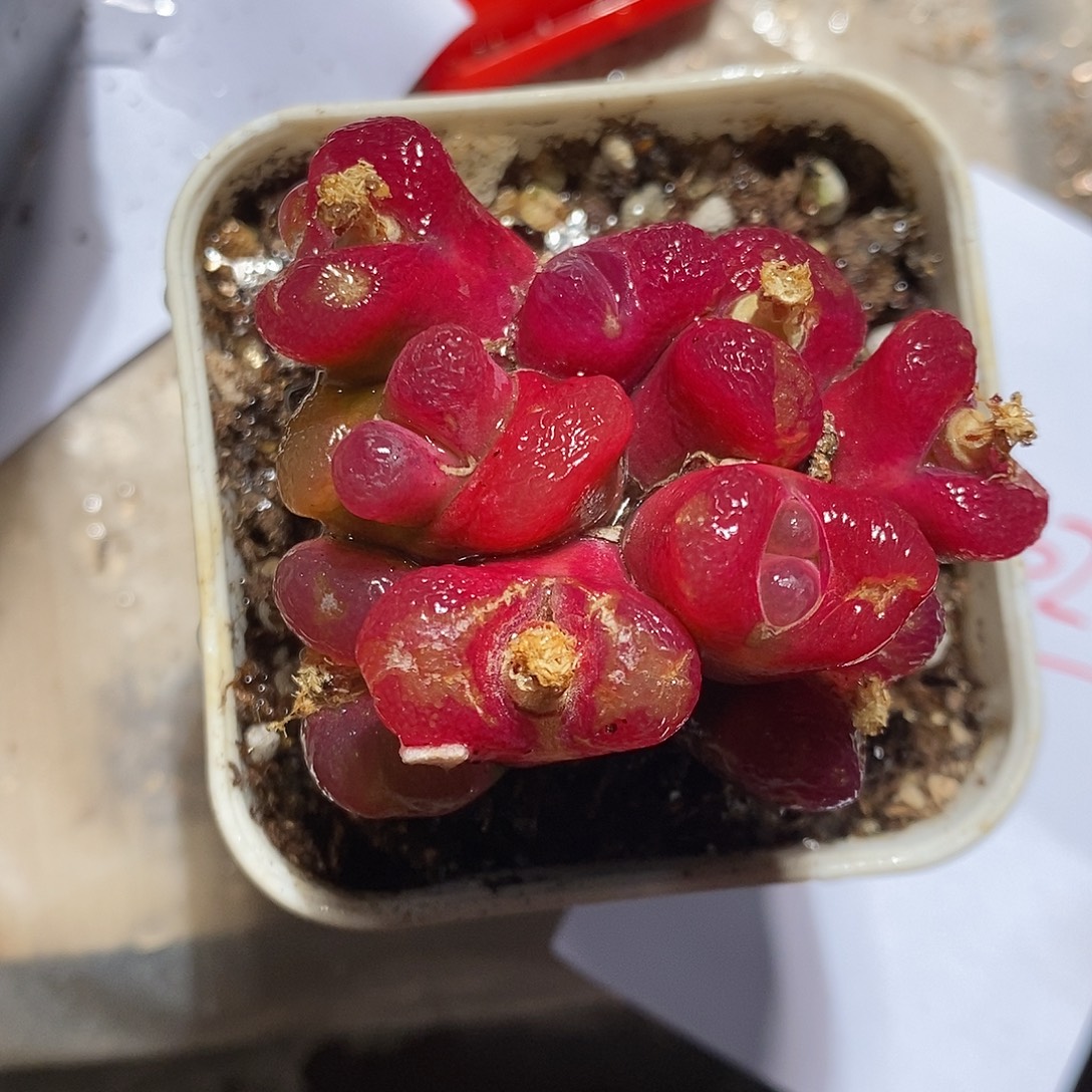 2402。     蟠桃。       群生有瑕疵。 