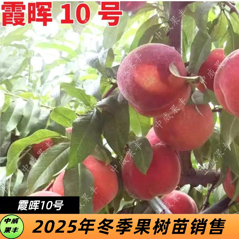霞晖10号7月上旬成熟果面80%着红色果肉红白色硬溶质桃子果树桃树