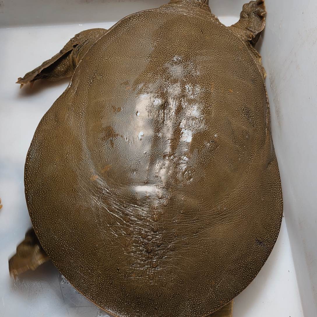 中国大陆手**火野生甲鱼包邮