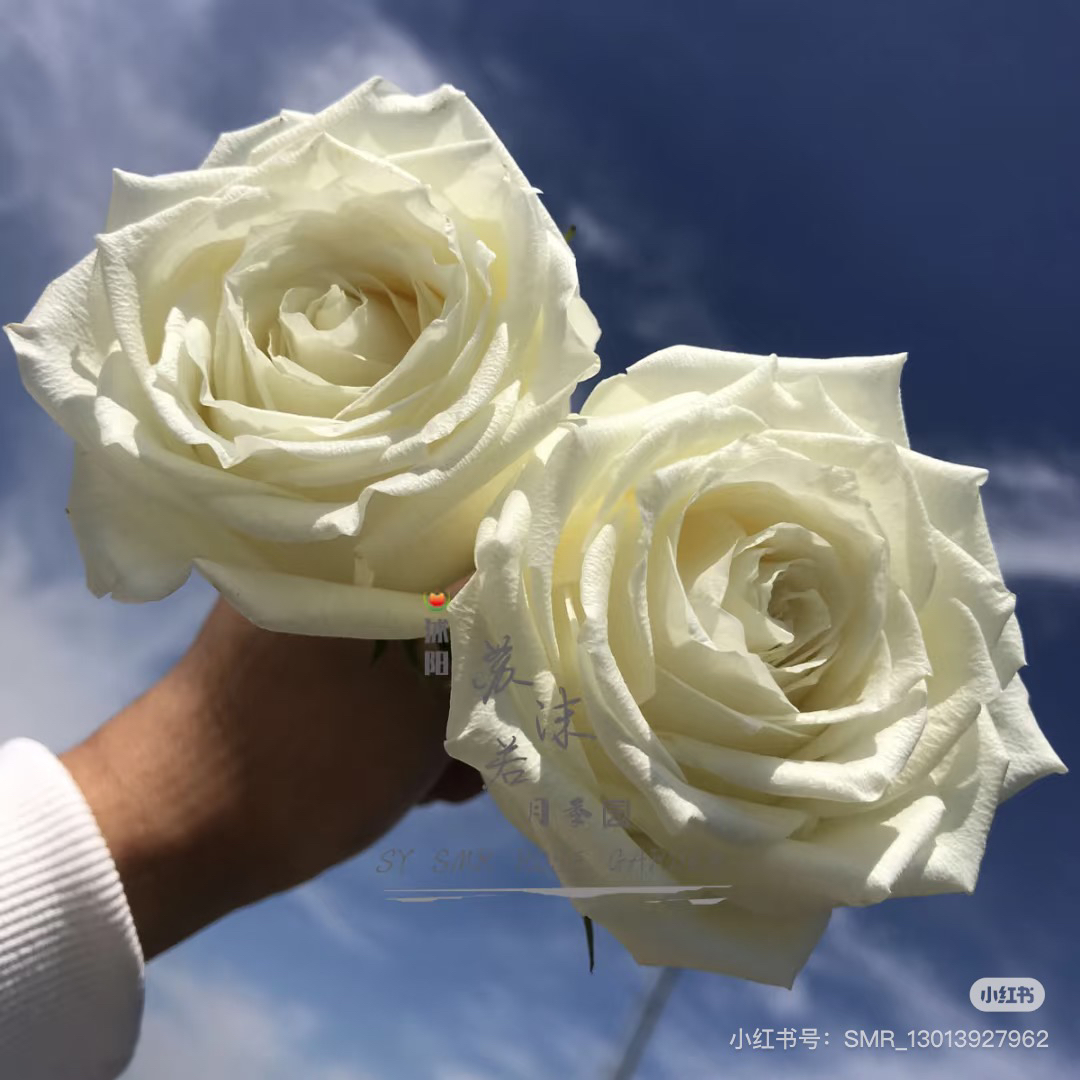 （白雪皑皑）白色高杯切花月季玫瑰盆栽耐寒耐热植物花卉绿植