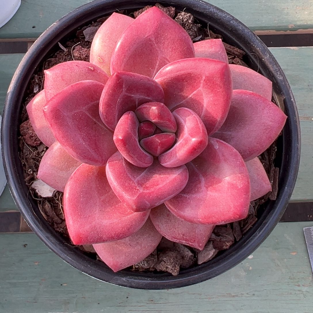 赫菲斯托多肉植物