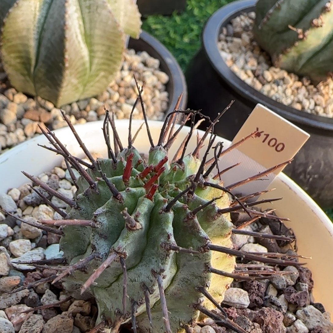 100脱土发 狂刺大型白衣