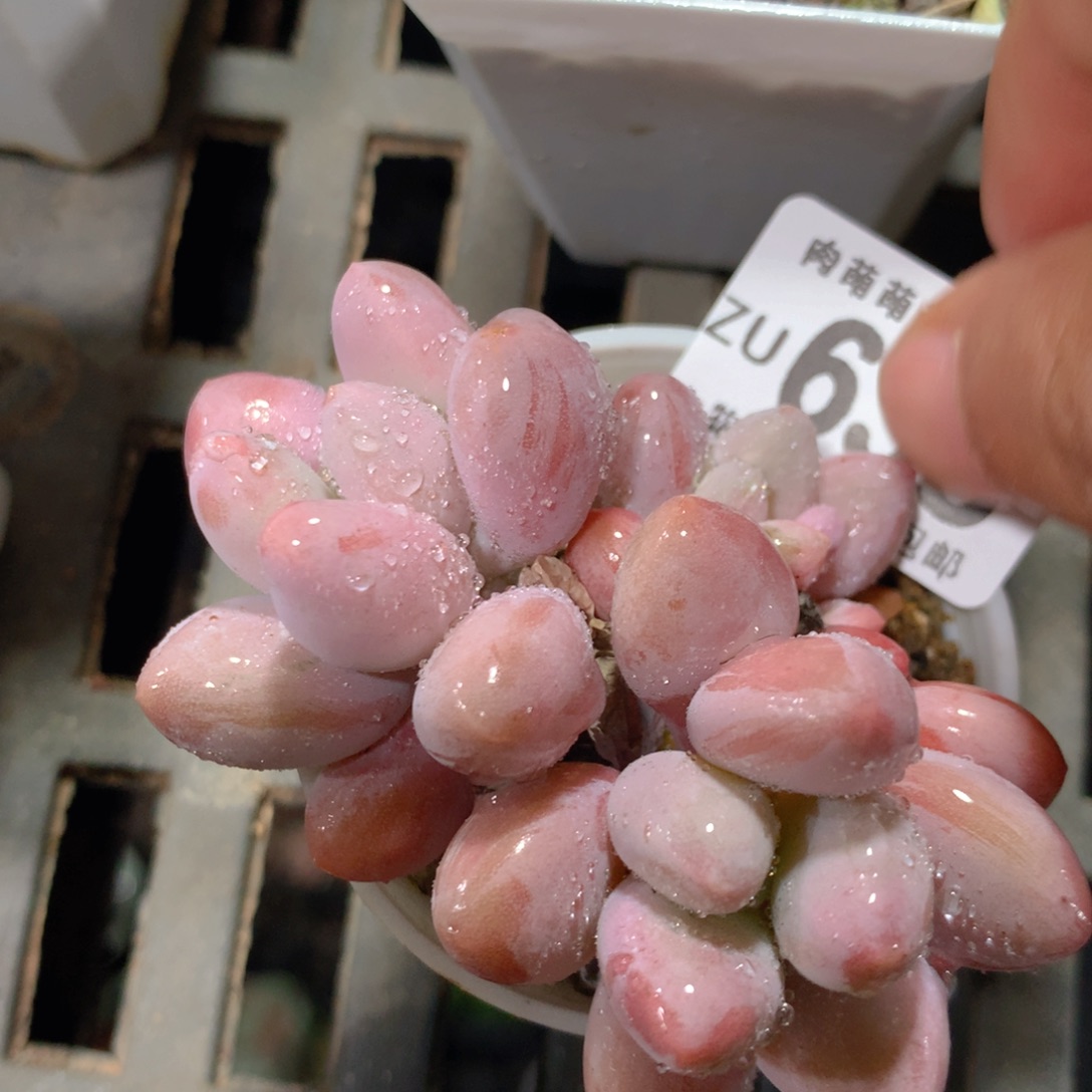 5CM拇指盆精控多肉ZU638