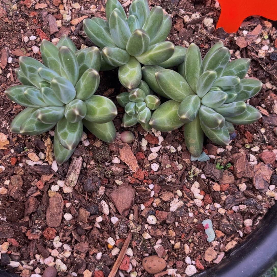 3020下午多肉植物群生