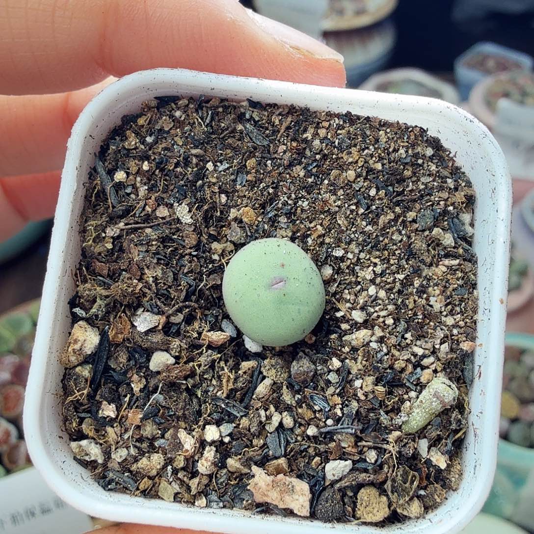 多肉植物福利冲冲啊751