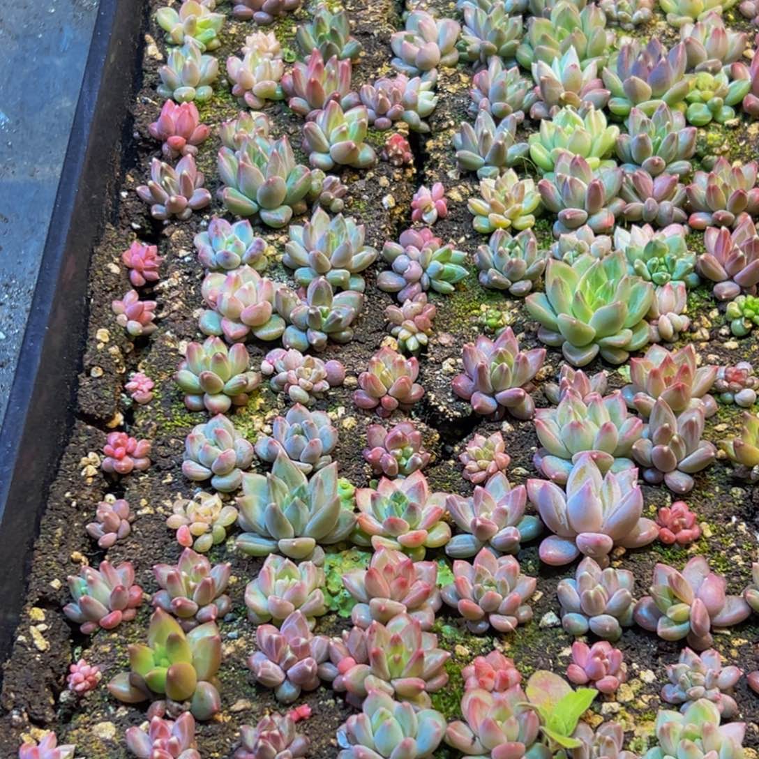 墨***渔889多肉葡萄的味道是