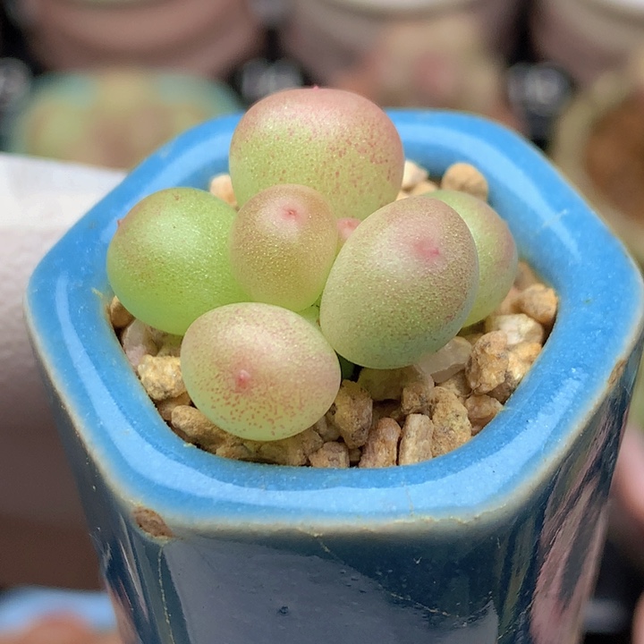 022 萤火虫 小清新 有小脑袋