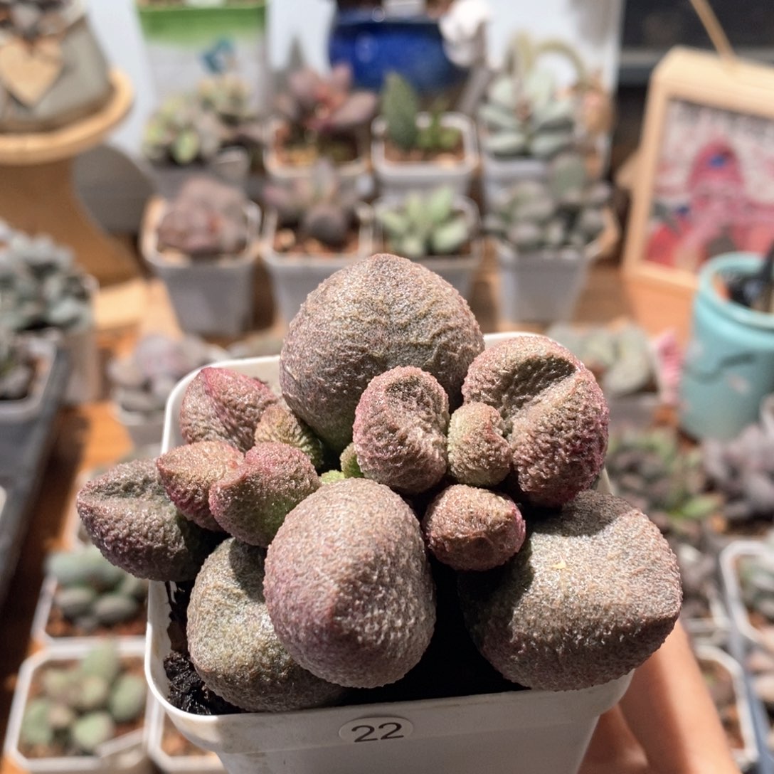 水蜜桃水泡多肉植物