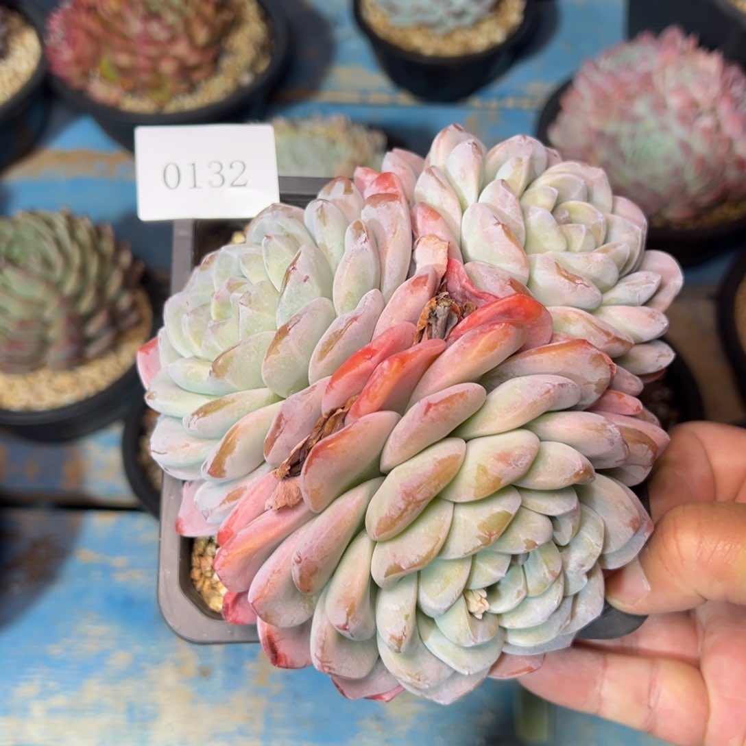 以****甲0132肉多肉多肉