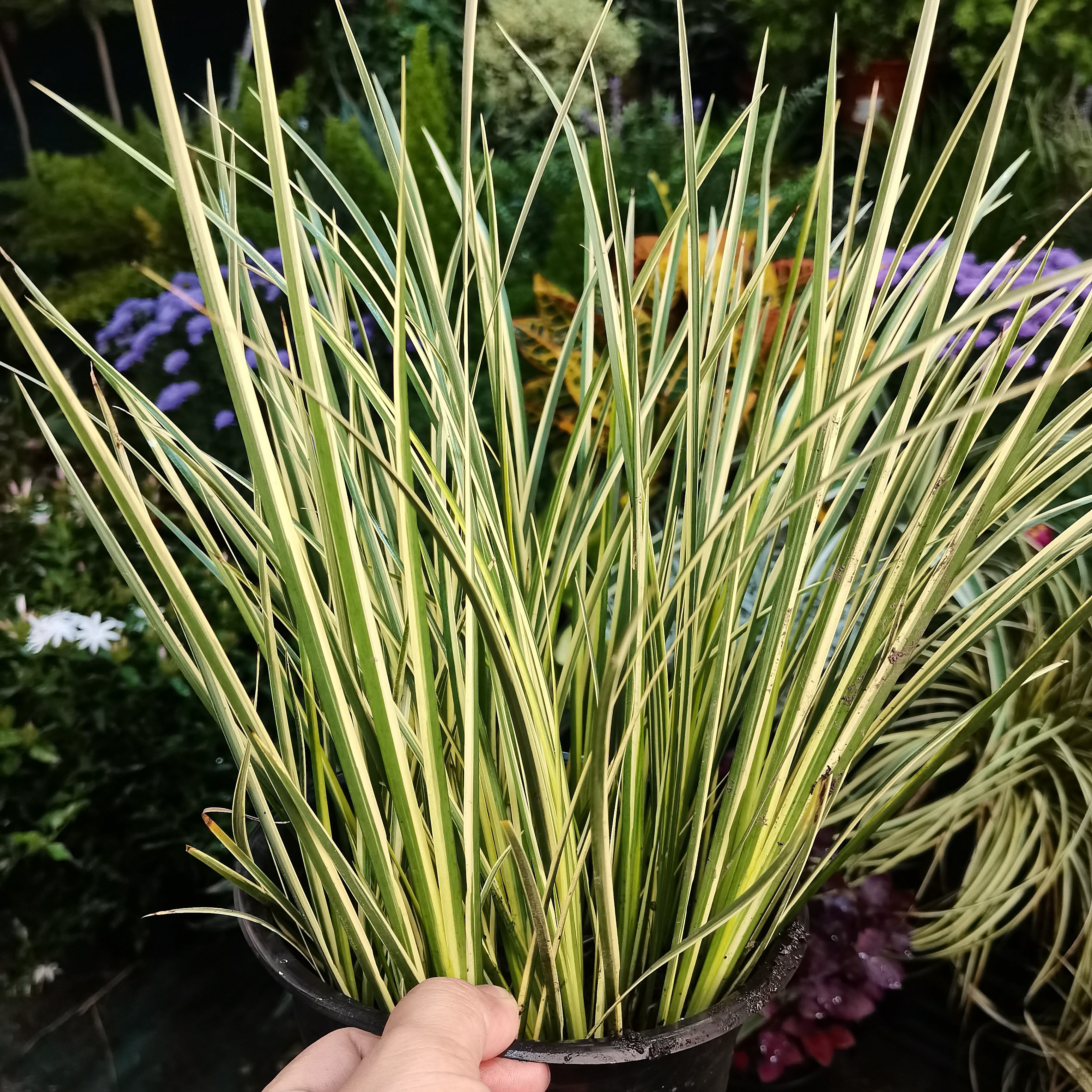 金凤凰菖蒲庭院造景水培植物蒲草盆景水陆缸园林绿植雨林缸微景观