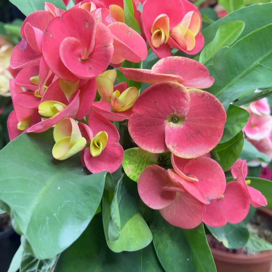 順***嘫水晶球泰国大花虎刺梅