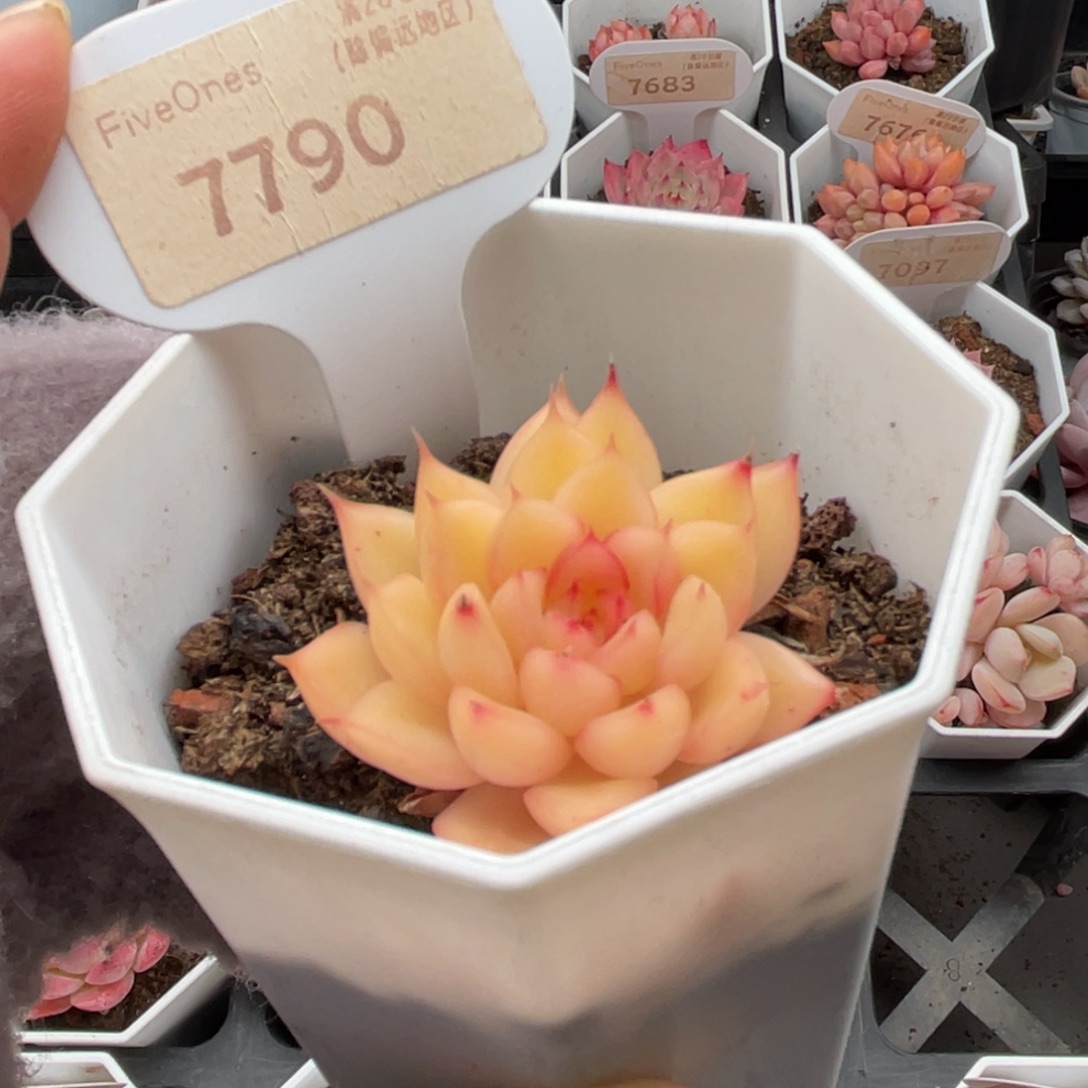 闪光7790-4.0厘米