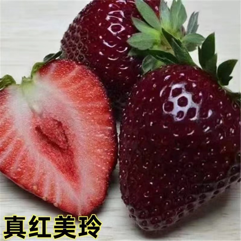 【真红美玲】真红美玲真红美玲原盆原土加仑盆