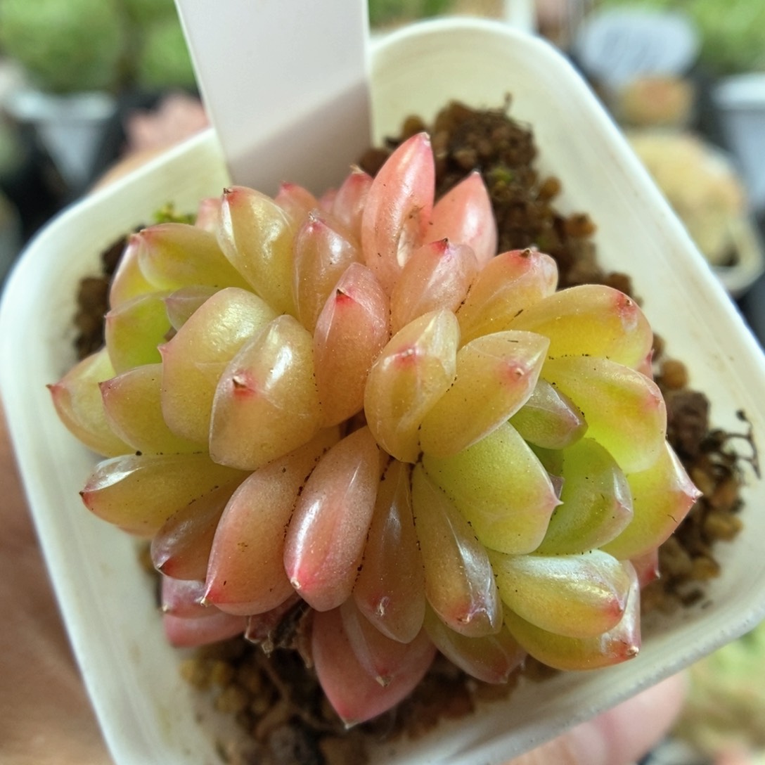 绿晶体珍妮双头可拍4997号