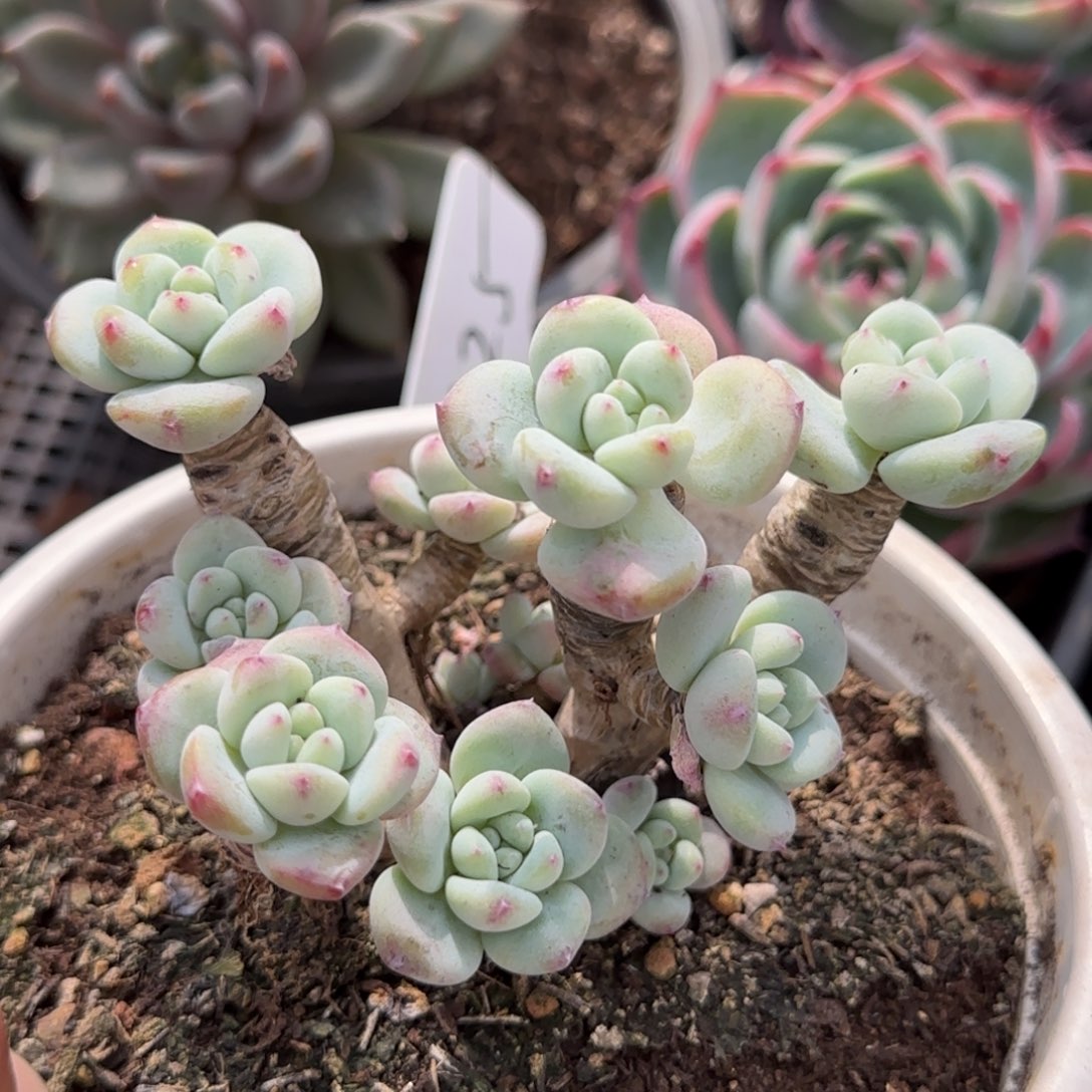 望舒一物一拍包装收缩花