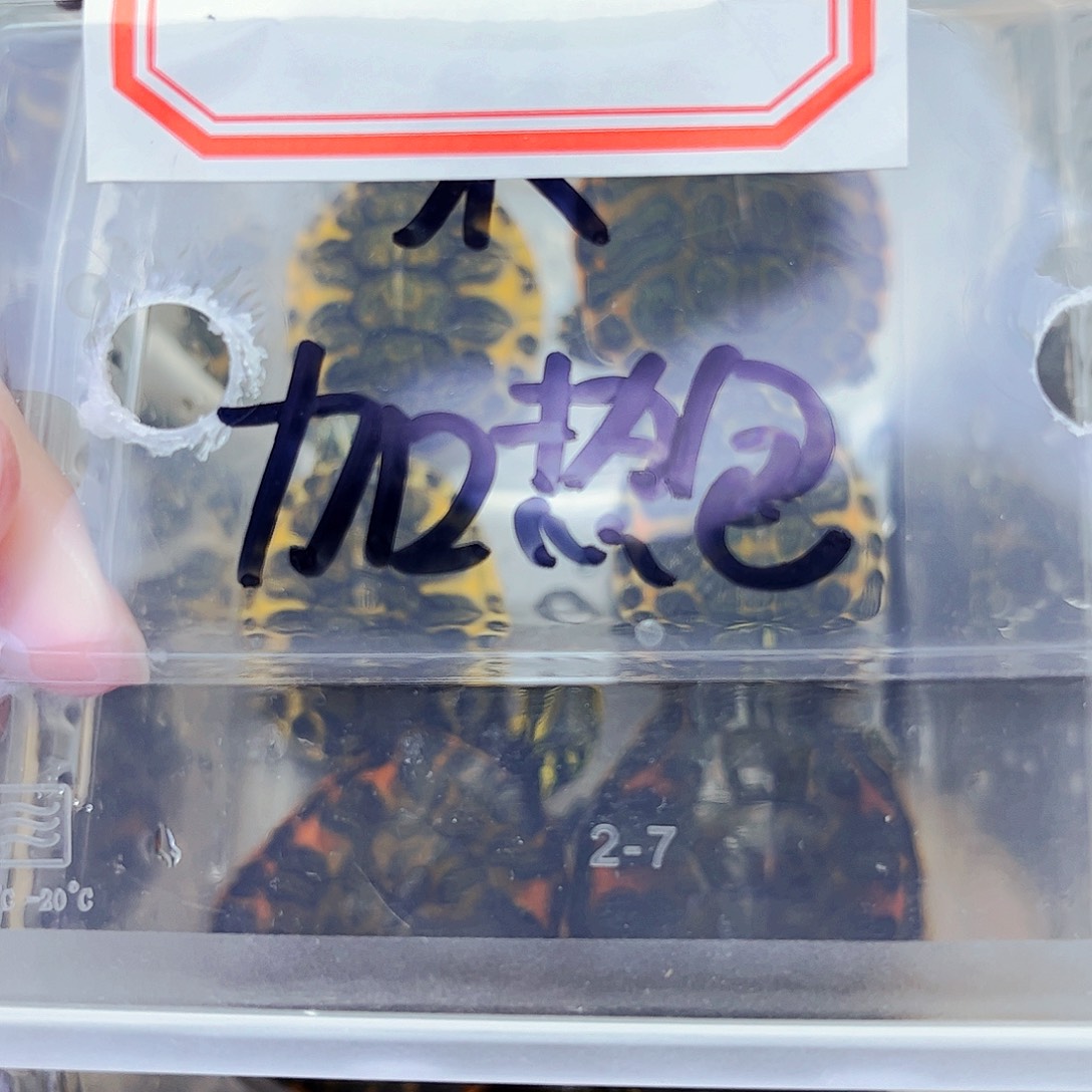 火焰龟不分公母加热包5米