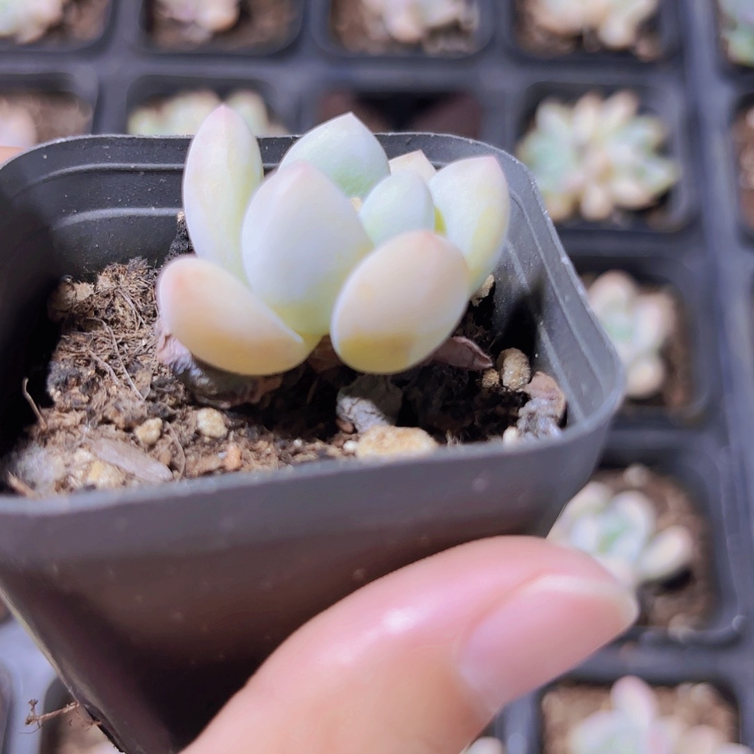 精品香水多肉植物