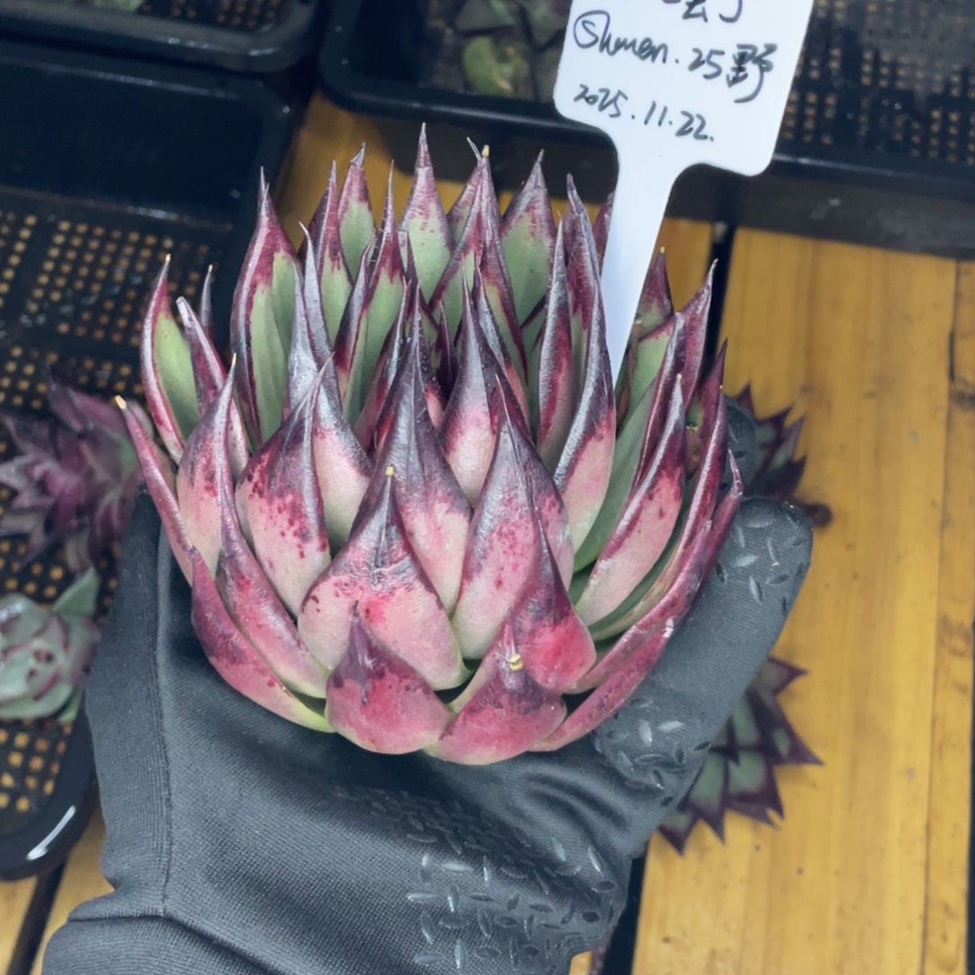 凡***了多肉植物，山人园艺