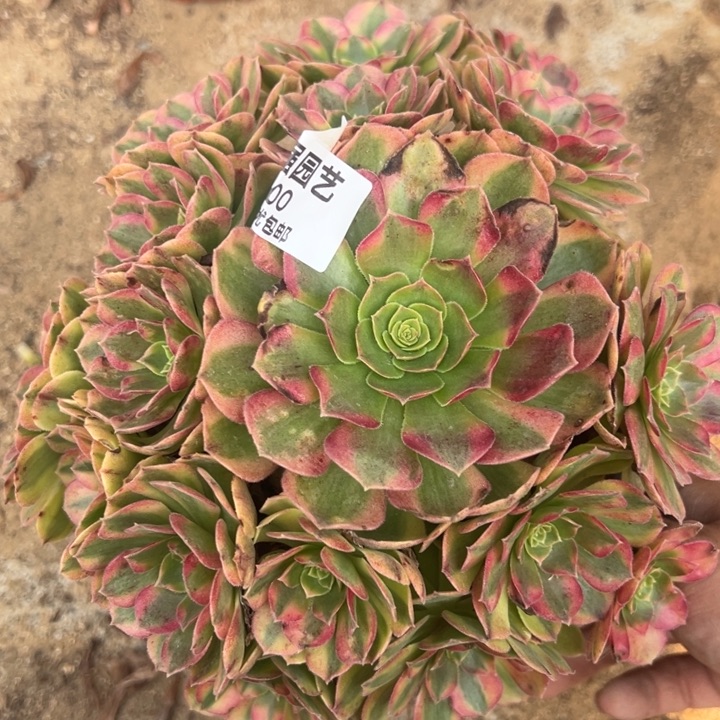 雨荷多肉植物手捧400