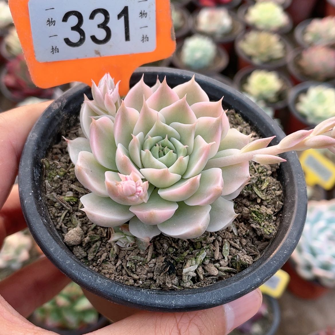 【闪购商品】331号