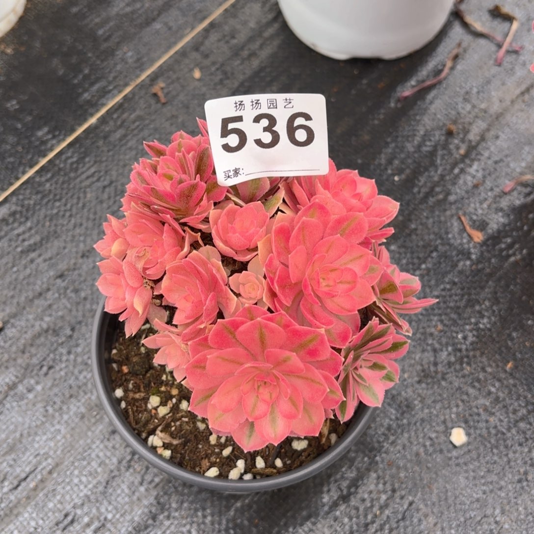 老*12  536多肉法师