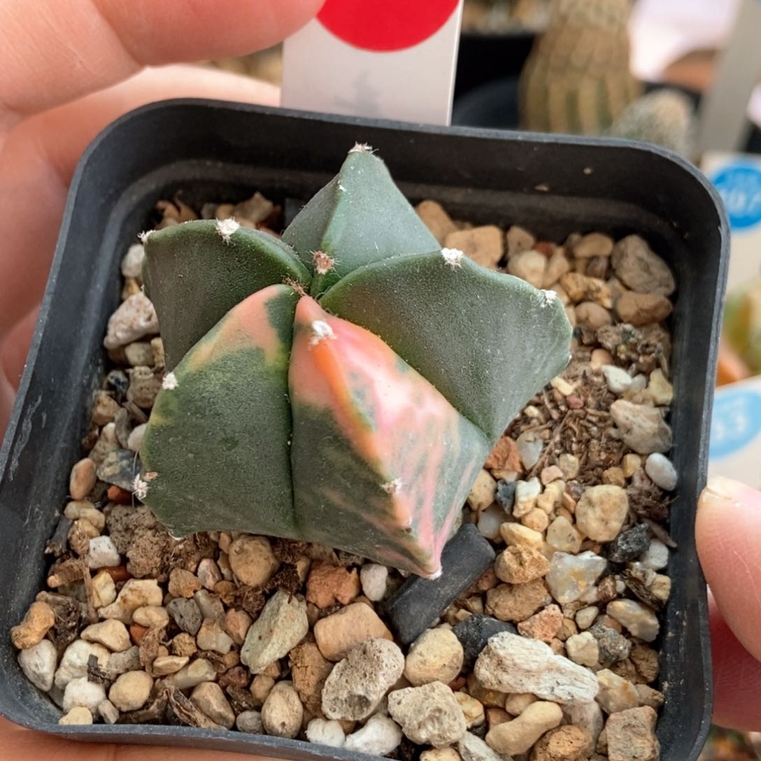 实生龟甲鸾凤玉锦一颗