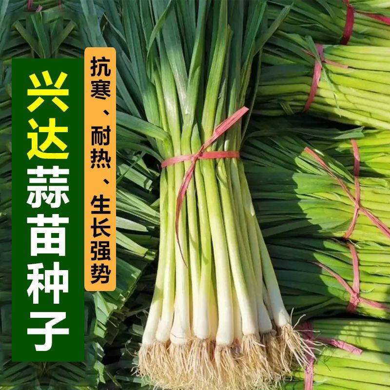 四季宽叶蒜苗种子一年四季三茬连续采收农家阳台大田红皮蒜苗种子