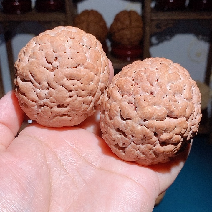 野生三瓣脑纹大金刚练手对5055