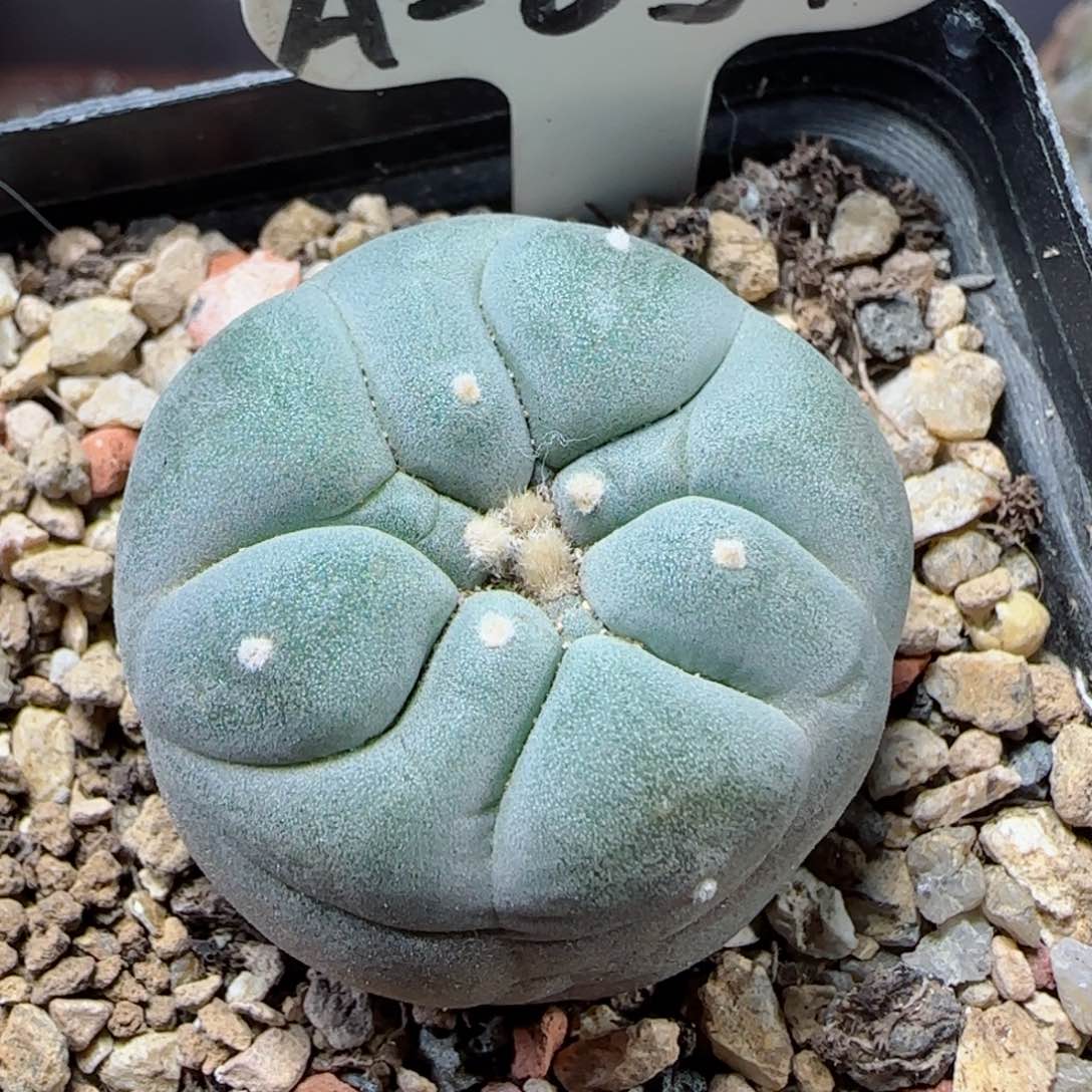 A31实生草球多肉3.4厘米