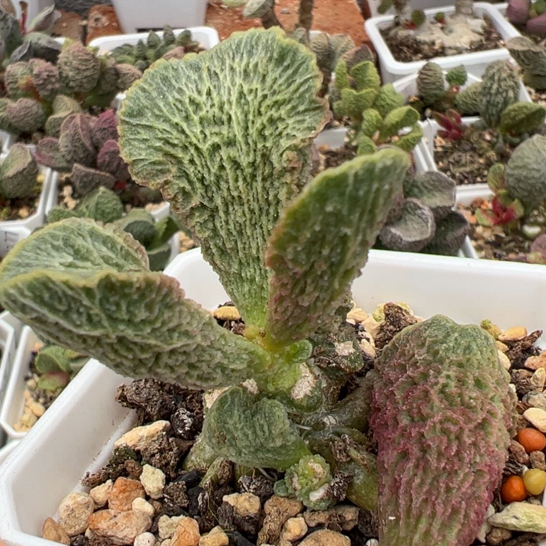实生新品芭蕉扇老桩多肉植物