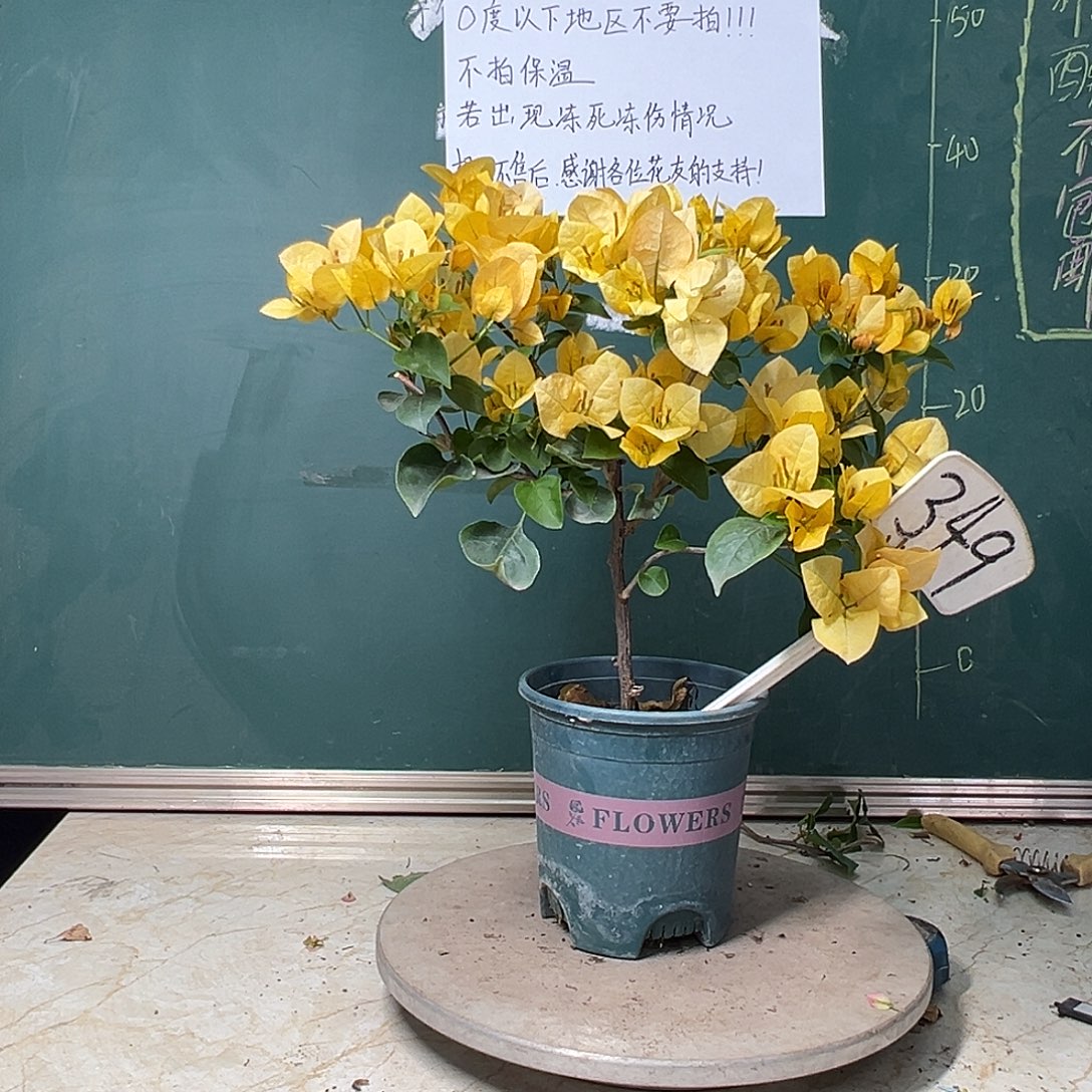 完全开放  绿叶柠檬黄  349