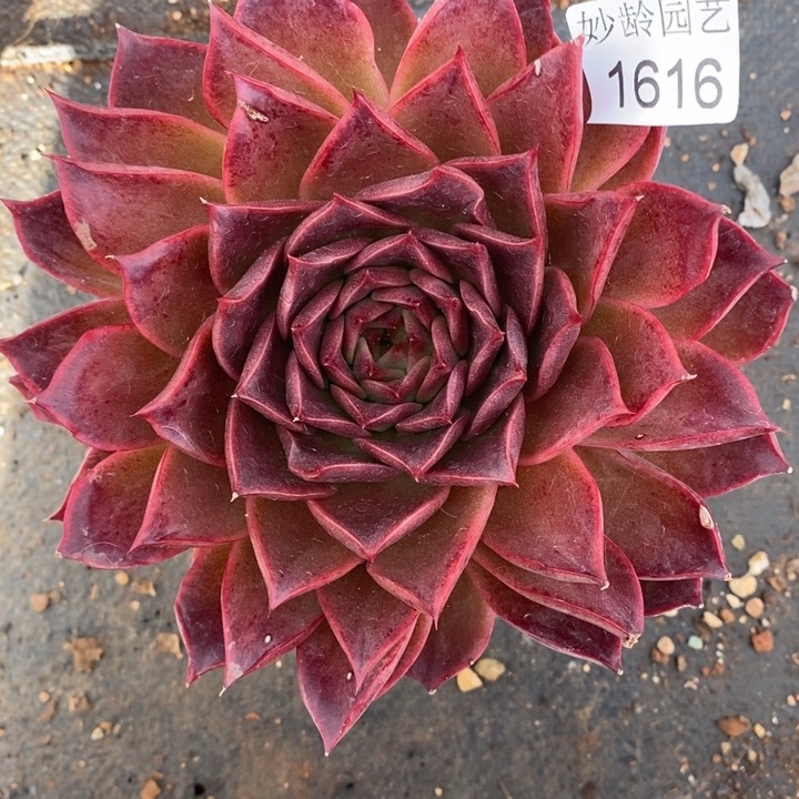 1616杂交老桩基地，14厘米